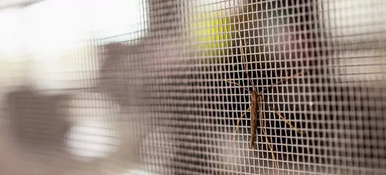 Repair Mosquito Mesh For Windows in New Smyrna Beach, FL